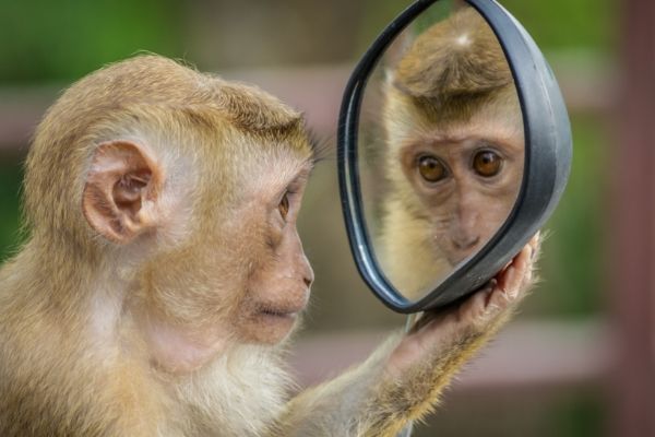 Monkey in a zoo