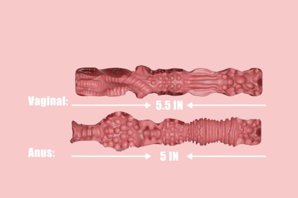 MRLsexdoll Fantasy Sex Doll Torso canal infographic