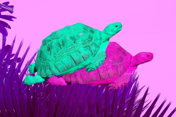 Turtles trying to achieve anal orgasm - anal sex concept
